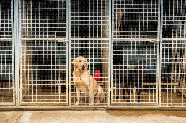 outside kennels for gundogs