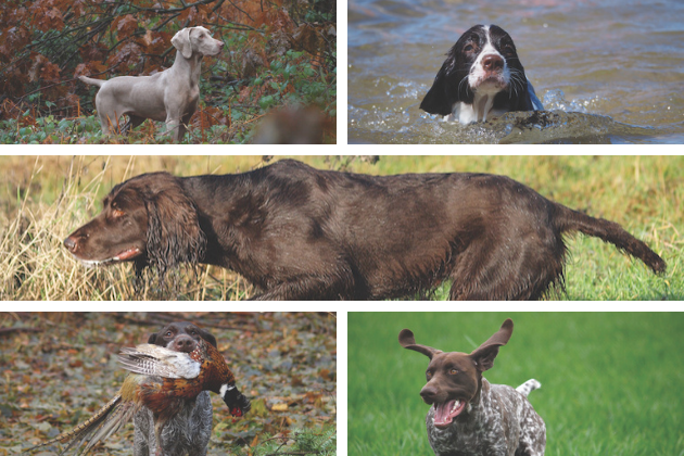 German HPR breeds