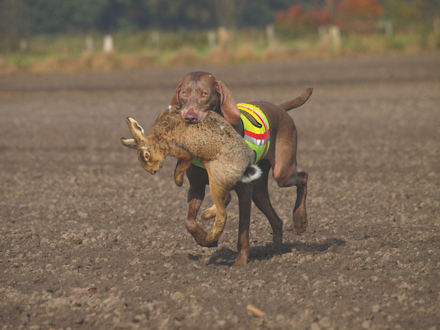 German gundog breeds