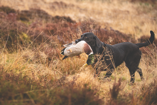 Labrador black