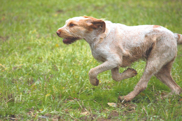 Italian spinone