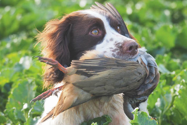 English Springer