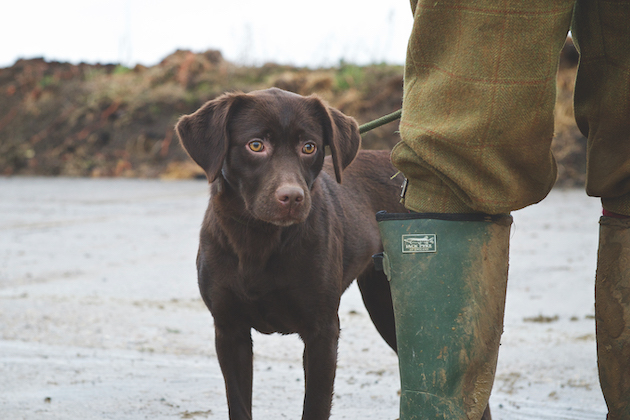 chocolate Labrador puppy