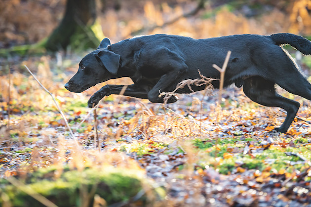 black Labrador