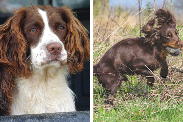 springer vs cocker spaniel