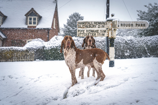 The bracco Italiano