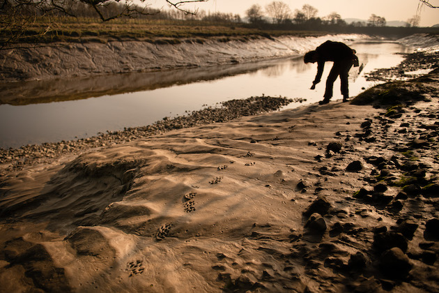 Mink footprints