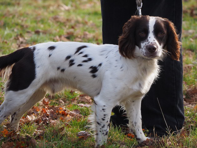 sprocker or cocker