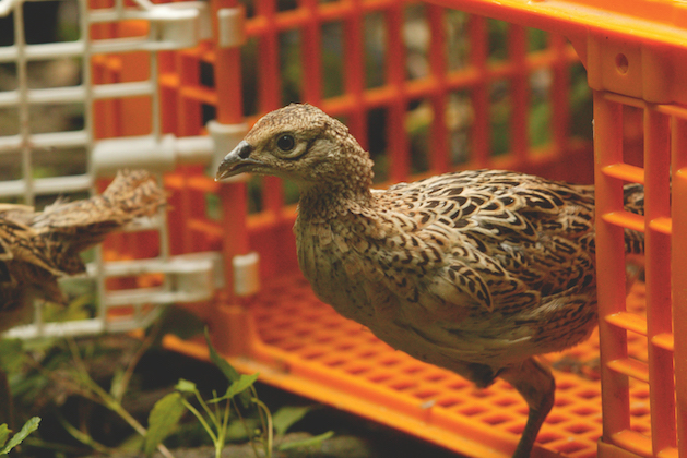 Releasing gamebird