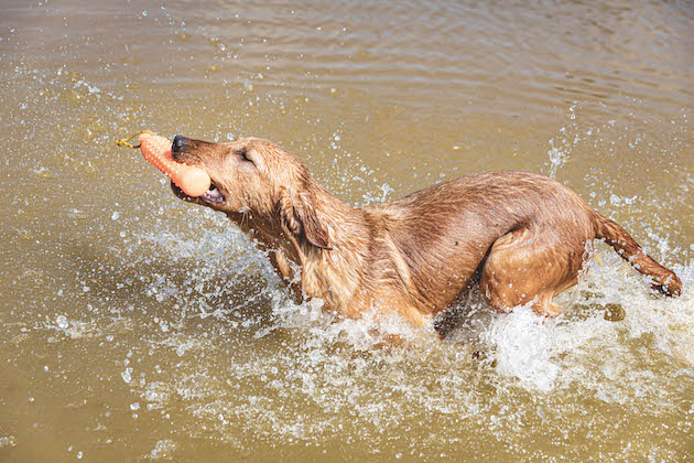 gundog in water