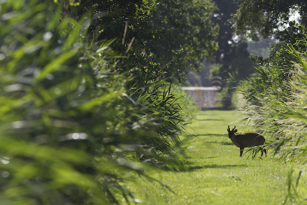 deer in garden