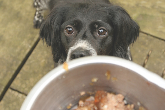 diet for working dogs