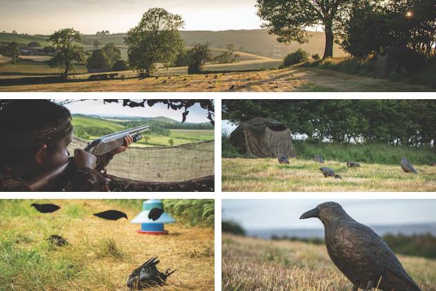 crow shooting