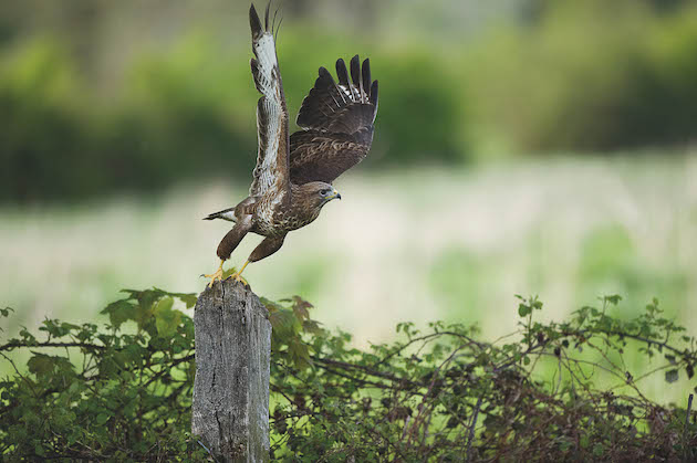 Buzzard