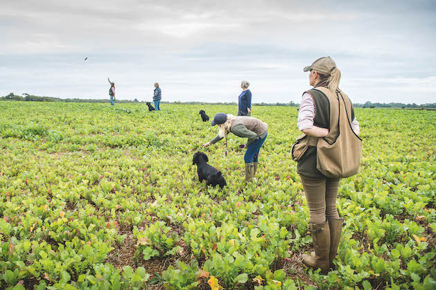 Gundog trainer