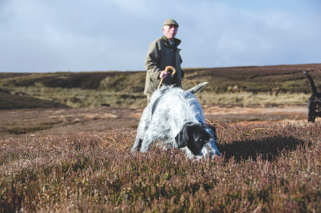 Wire Haired German cross English Springer Spaniel