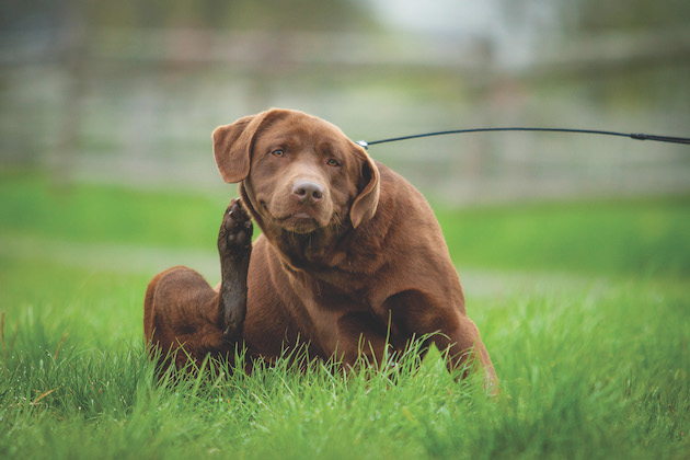 itchy labrador