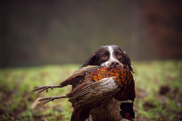 gundog running in