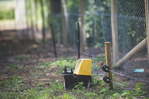 electric fences and dogs