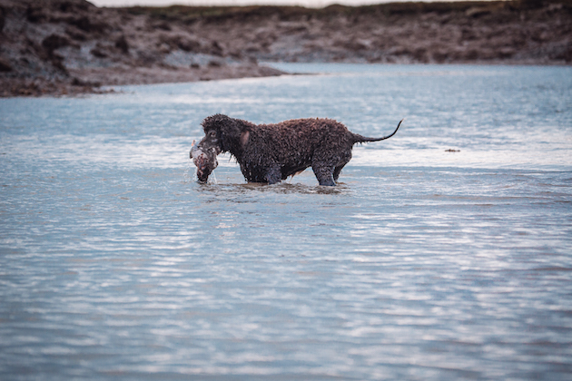 Irish water spaniel