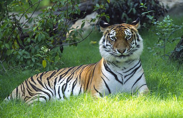 bengal tiger