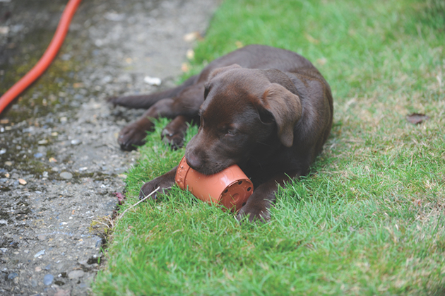 stop a dog chewing