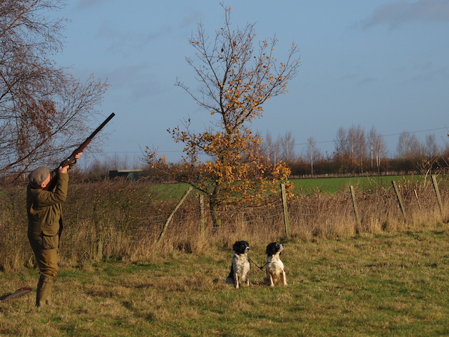 two spaniels in field