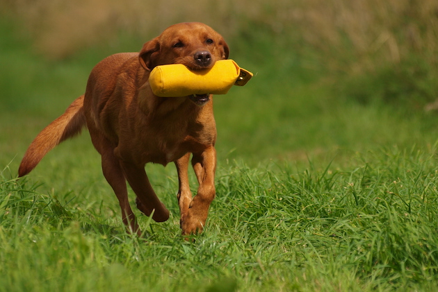 gundog tests