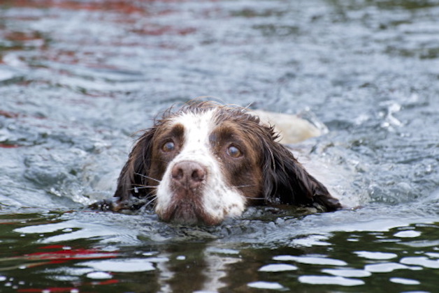 springer spaniel in water