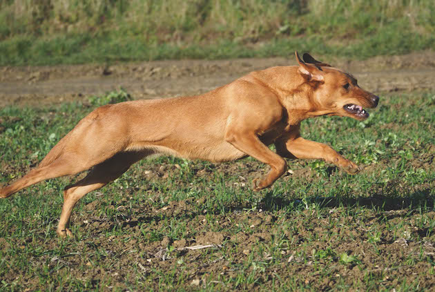 Running dog