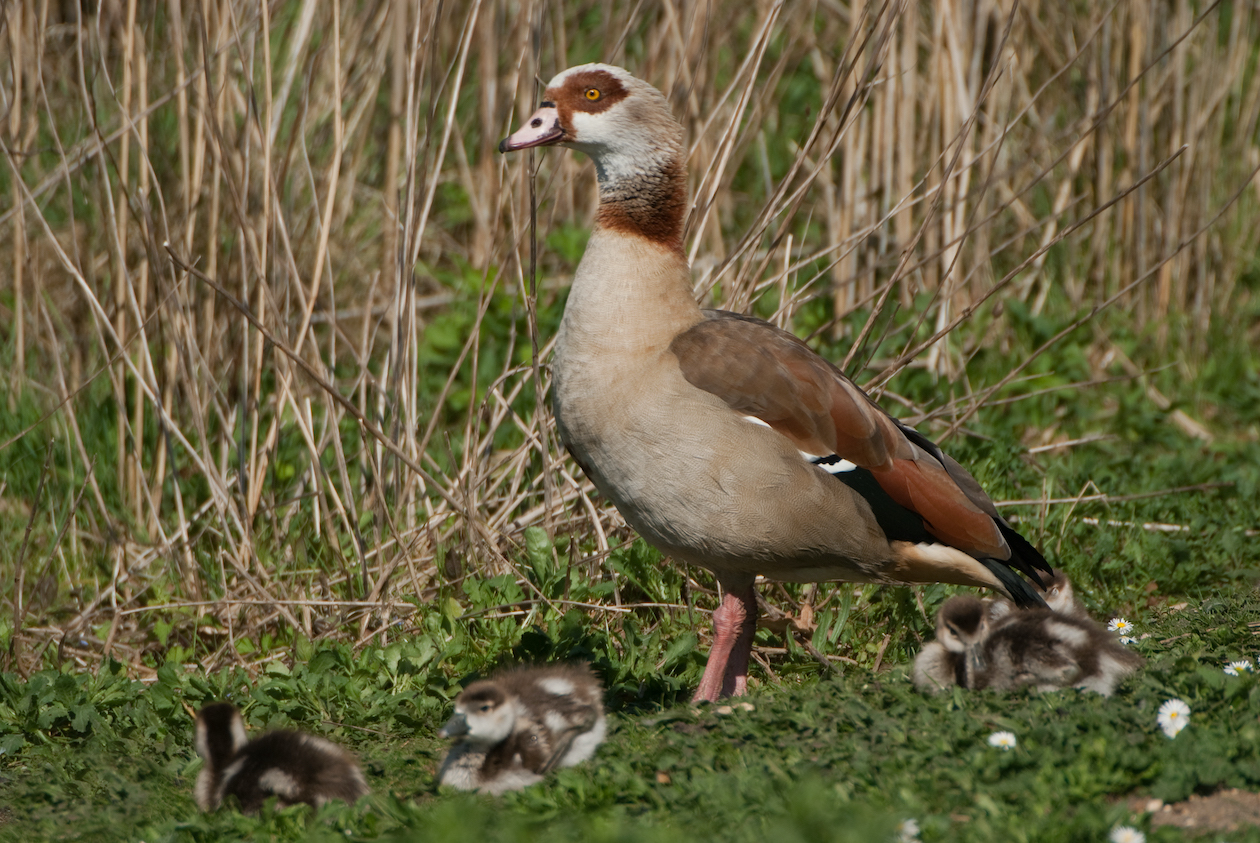 Egyptian goose