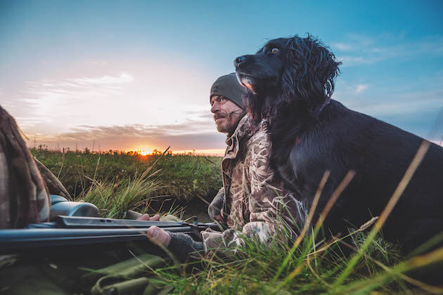 cocker spaniel