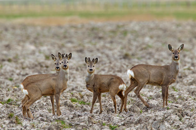 Roe deer