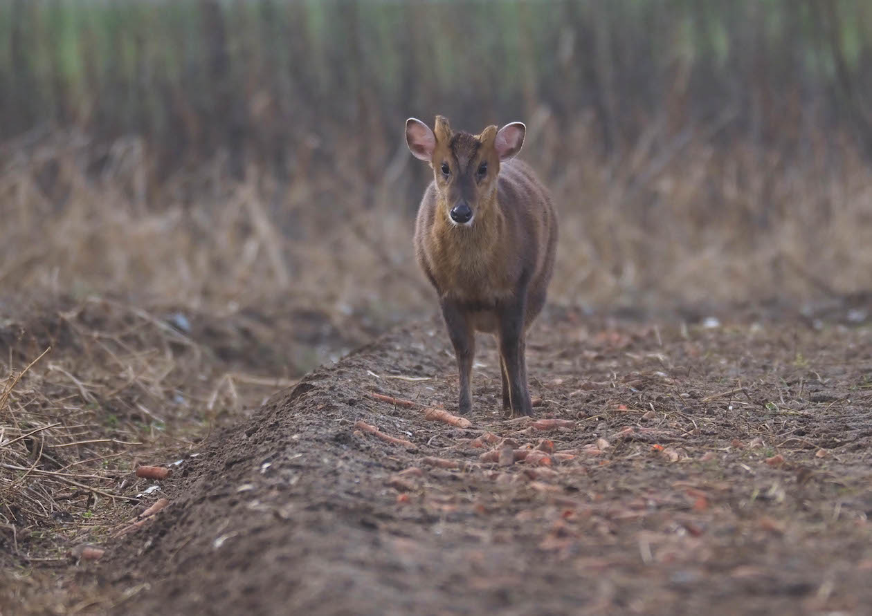 muntjac