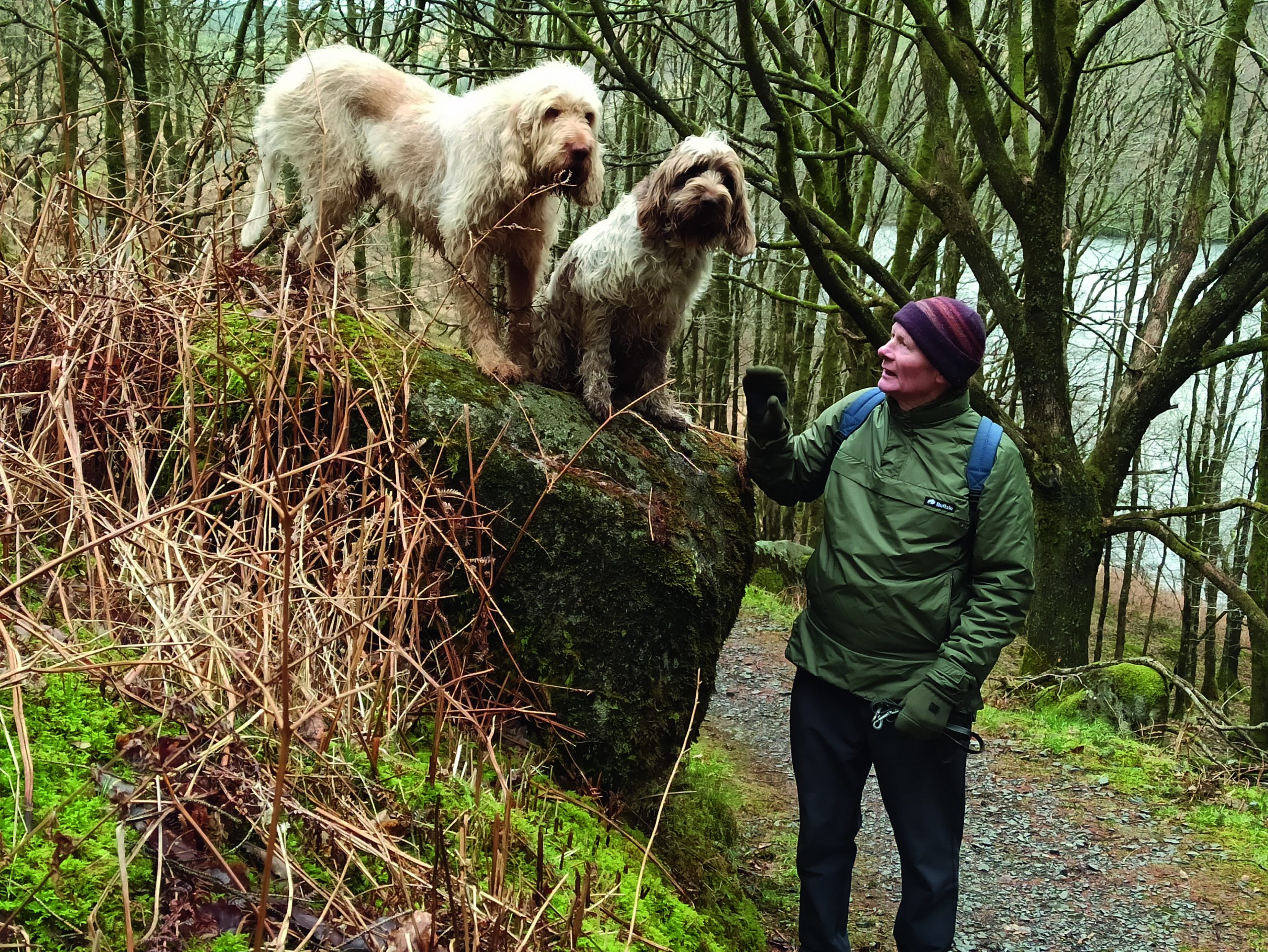 spinone italiano