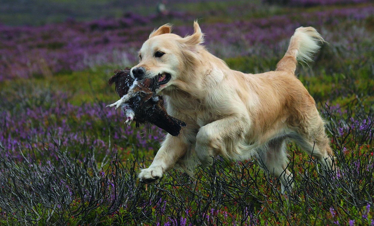 A show golden retrieving a grouse