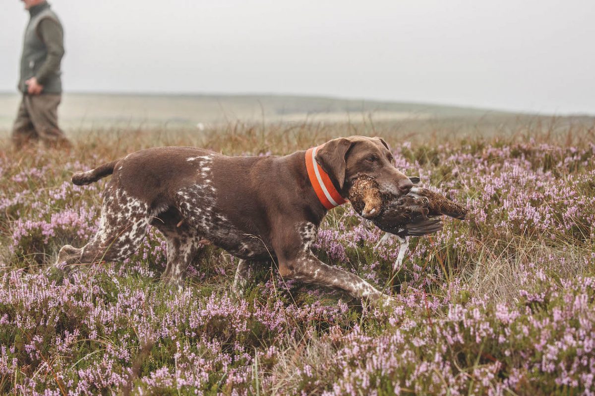 German shorthaired pointer