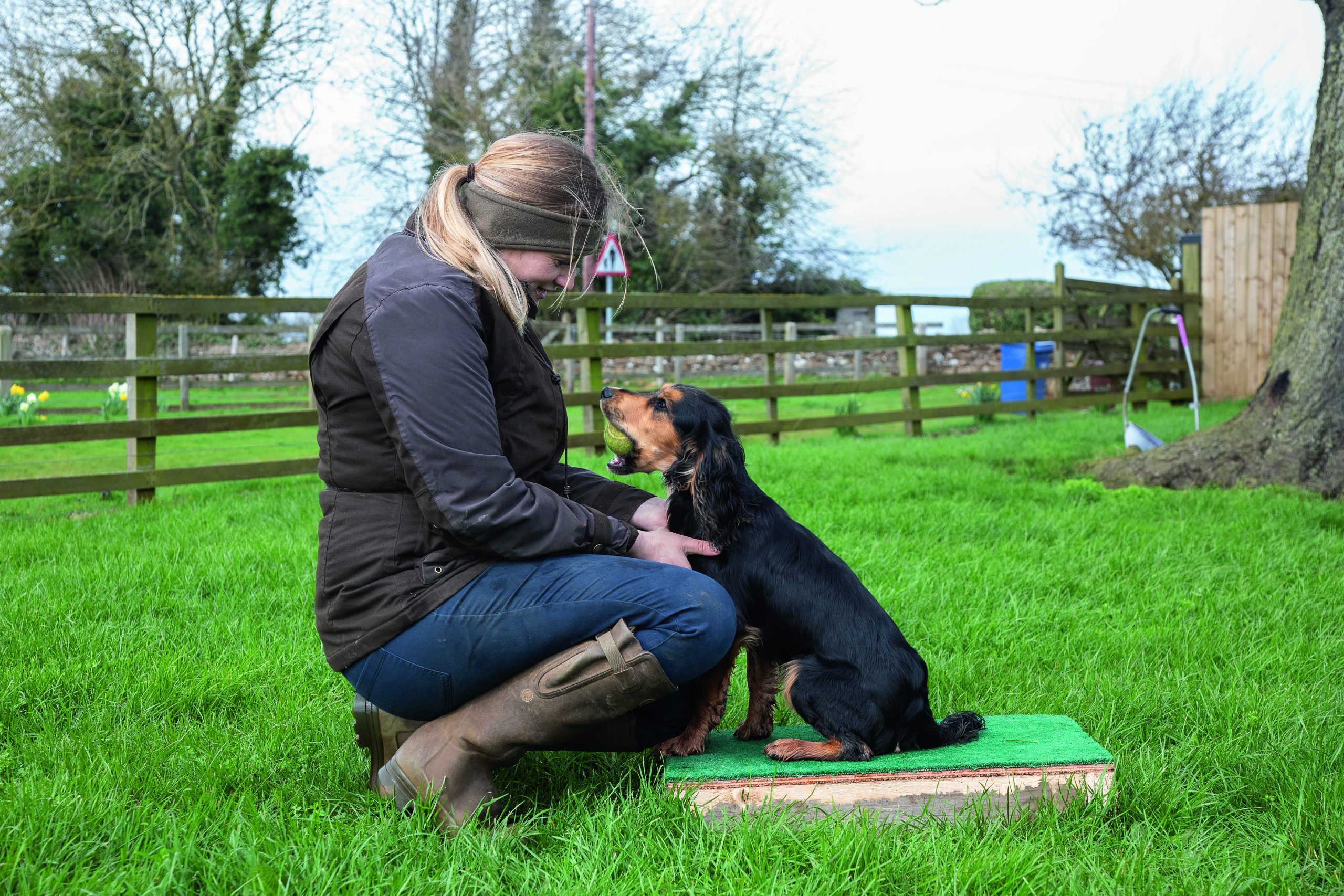 place board for dog training