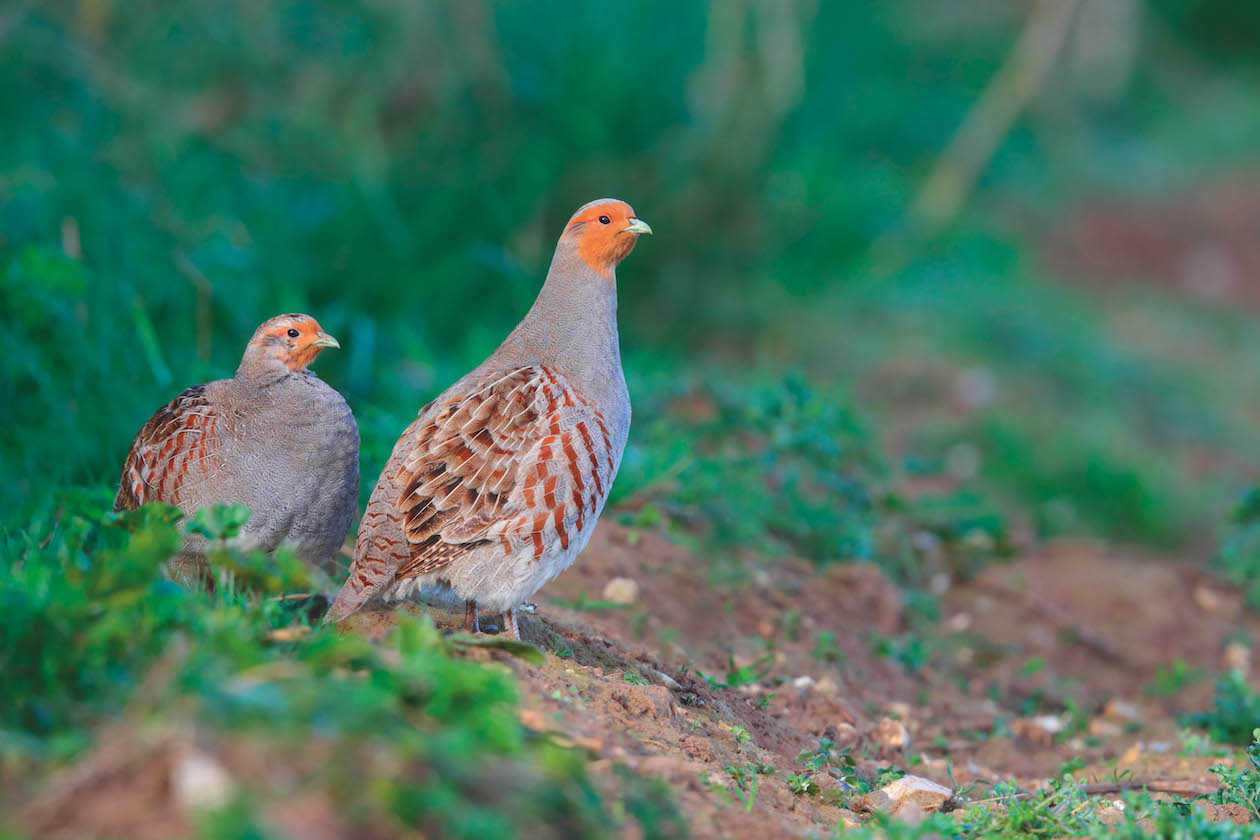 Grey partridge nesting