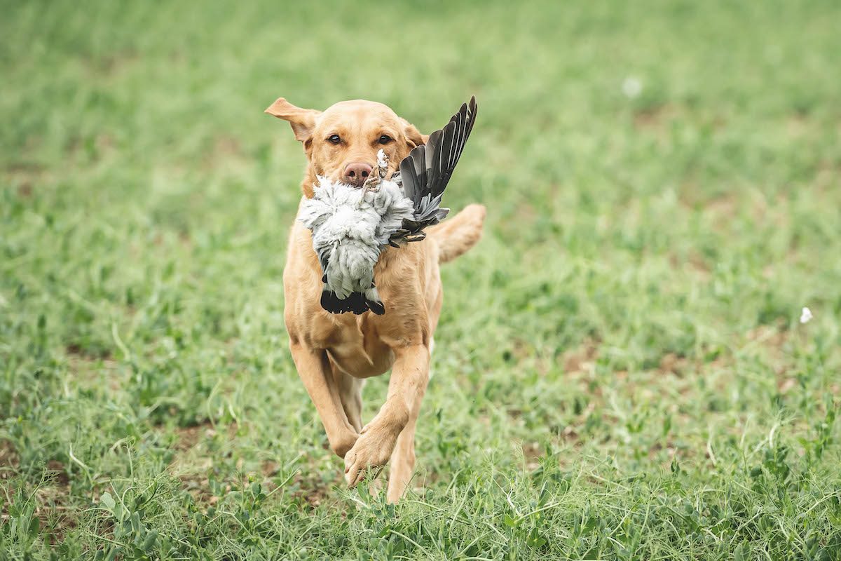 Working labrador gundog