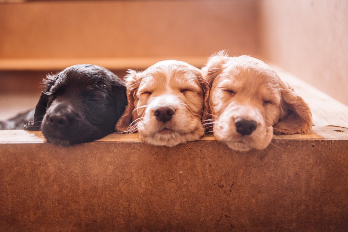 breeding cocker spaniels puppies