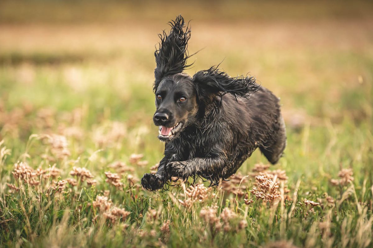 cocker spaniel