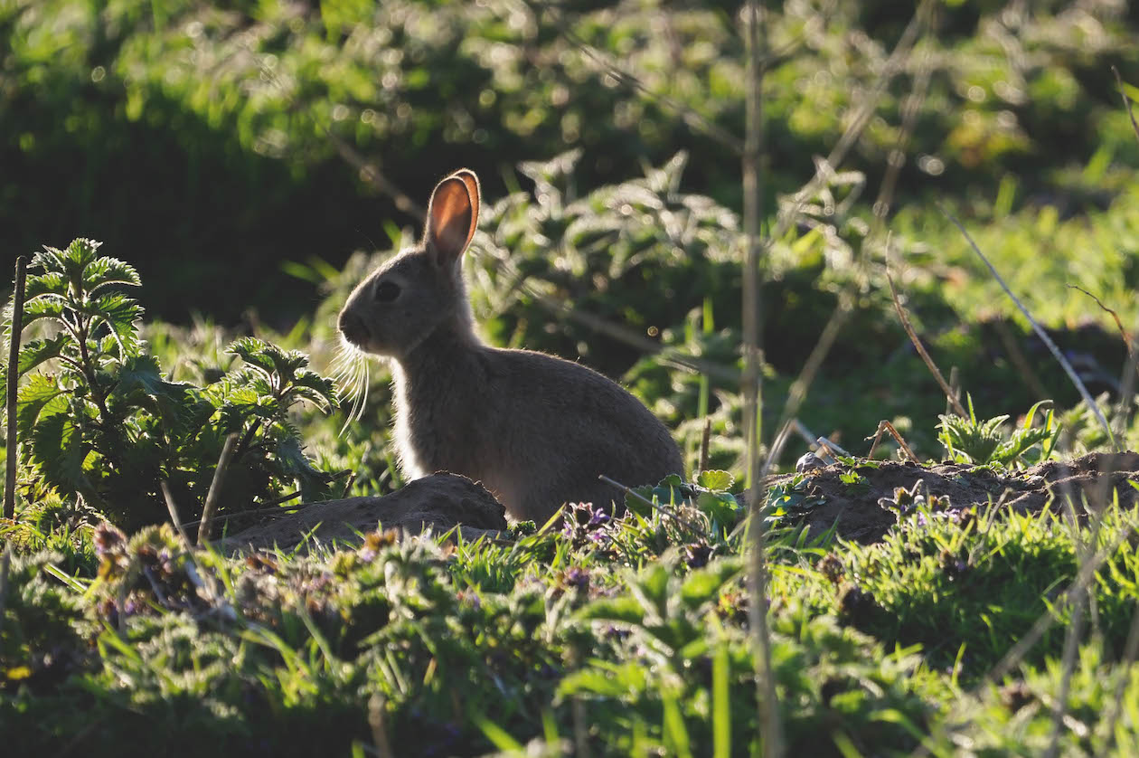 Young rabbit