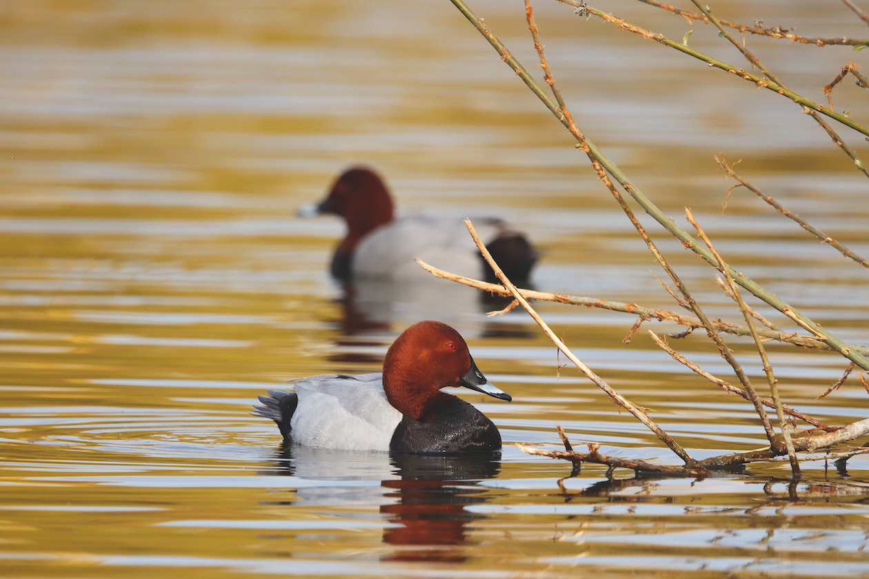 mae pochard