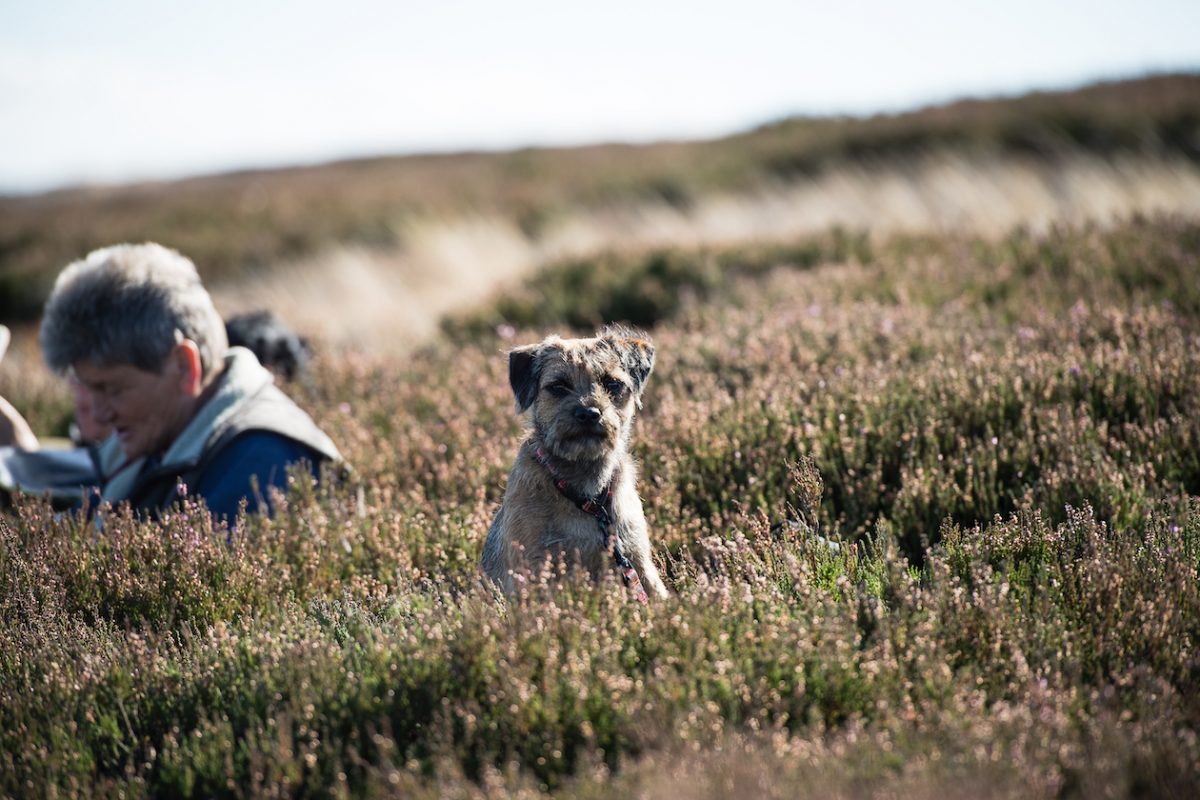 Border terrier