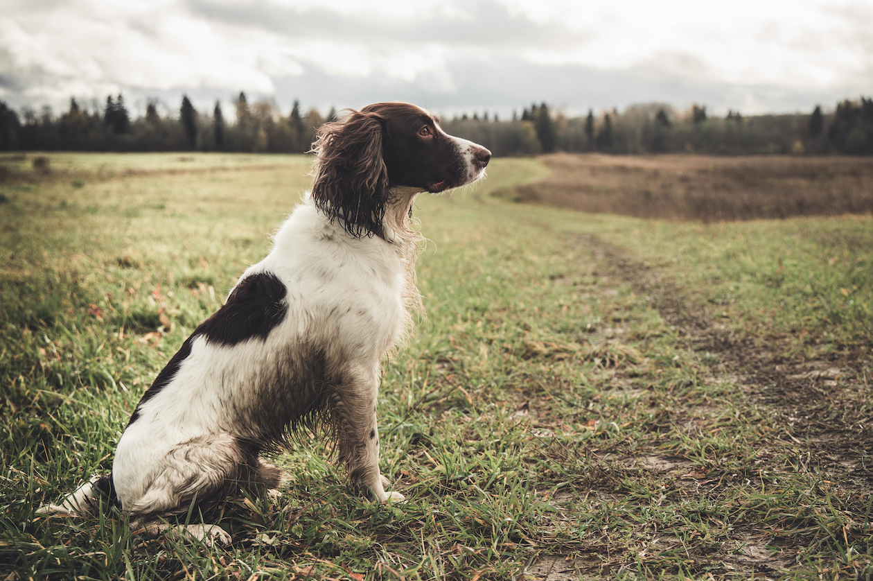 Working cocker spaniel