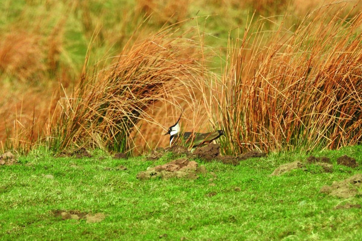 wading birds