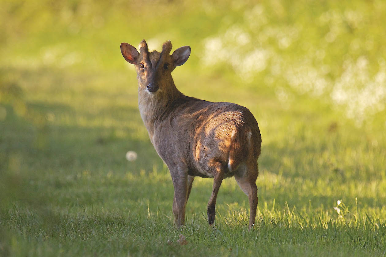 Muntjac deer