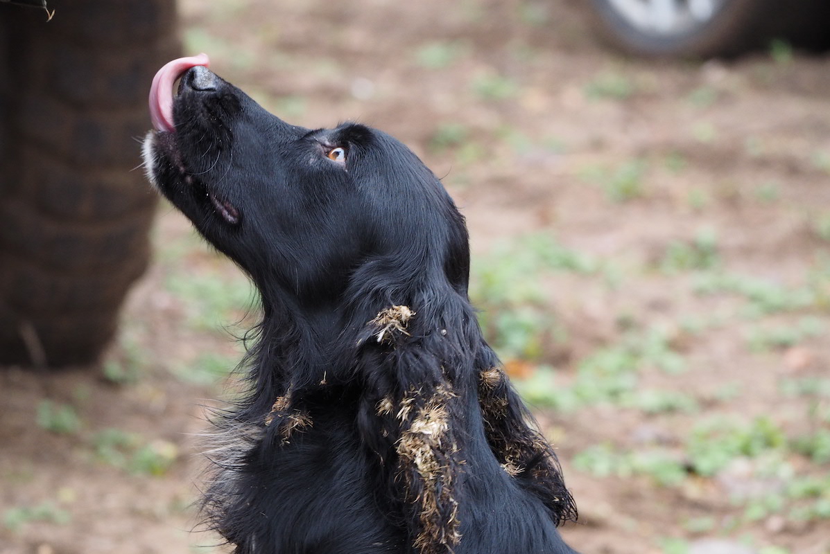 cocker spaniel