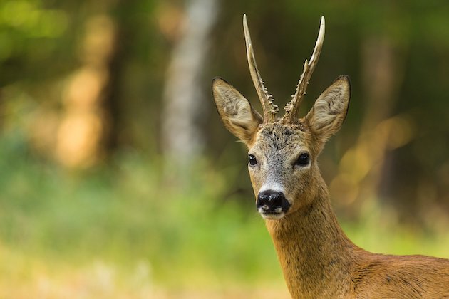 Roe deer